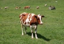 Необычное зрение и другие интересные факты о коровах Часть тела коровы имеющая свой уникальный отпечаток
