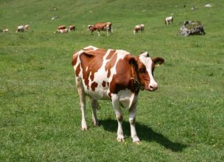 Необычное зрение и другие интересные факты о коровах Часть тела коровы имеющая свой уникальный отпечаток