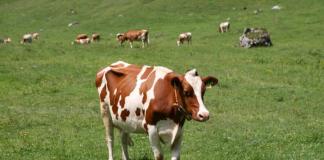 Незвичайний зір та інші цікаві факти про корови Частина тіла корови має свій унікальний відбиток