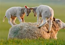 Маленькі тварини: як називається дитинча вівці і барана?